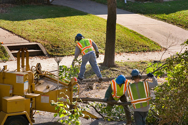 How Our Tree Care Process Works  in  Lake Park, FL